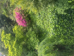 image0.jpeg