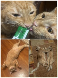 image1.jpeg